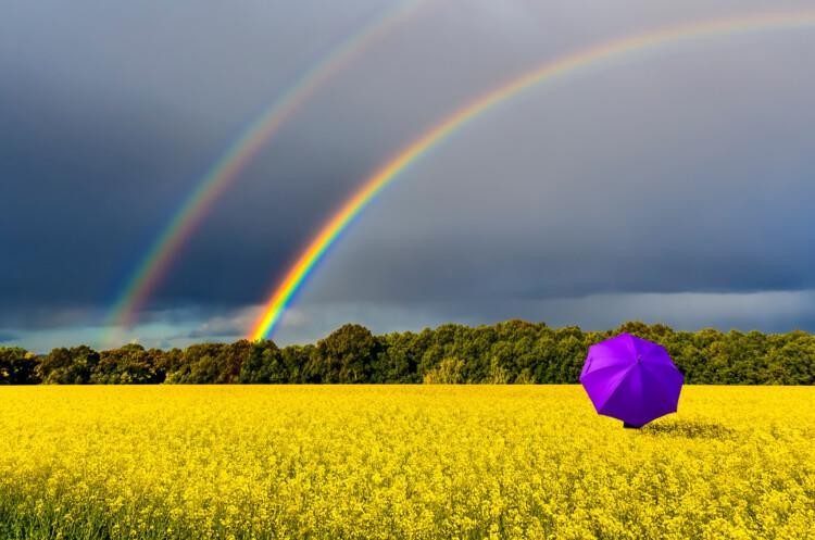 Kirkkaankeltaisella rypsipellolla on violetti sateenvarjo ja sen yläpuolella tummat sadepilvet ja kaksi sateenkaarta, joista toinen on hyvin kirkas.