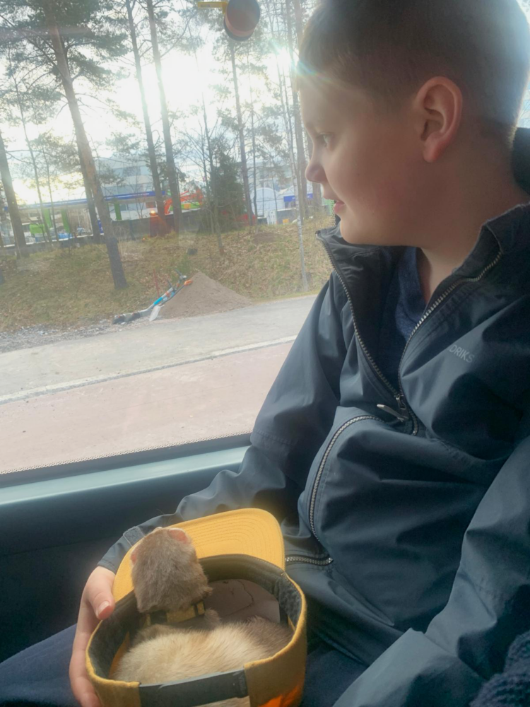 Poika katsoo ulos bussin ikkunasta, sylissä lippiksessä hilleri.