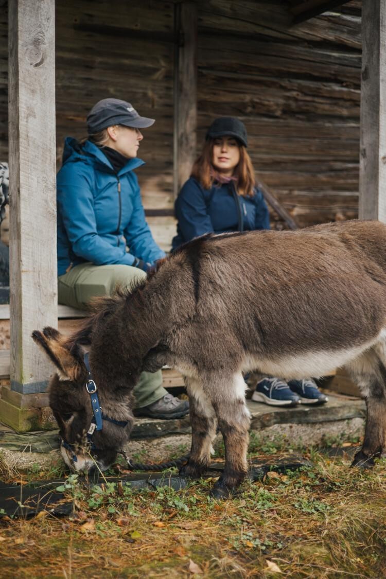 Aasi syö maasta heinää, taustalla istuvat kaksi henkilöä.