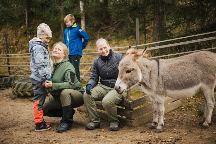 SatuAasin tallilla Lopella asiakkaat pääsevät läheisiin kosketuksiin aasien kanssa.